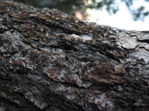 IMG_0030